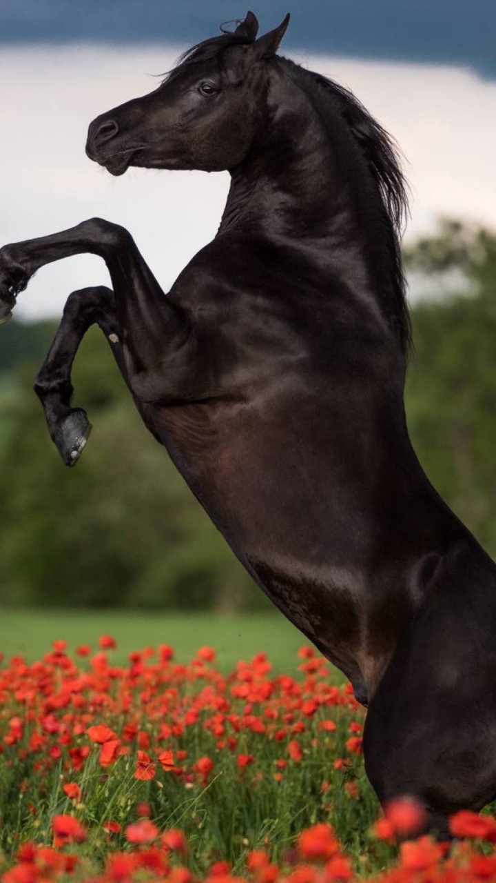 Caballo Negro Corriendo en el Campo de Flores Rojas Durante el Día. Wallpaper in 720x1280 Resolution