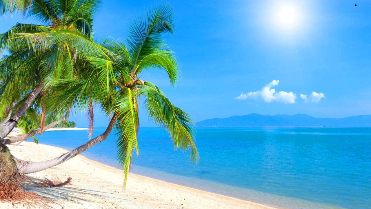 Palm Tree Near Body of Water During Daytime. Wallpaper in 1280x720 Resolution