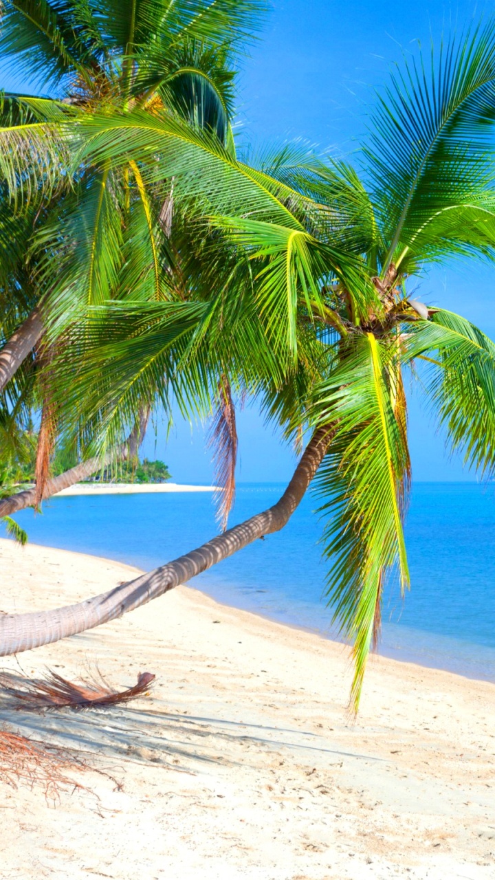 Palm Tree Near Body of Water During Daytime. Wallpaper in 720x1280 Resolution