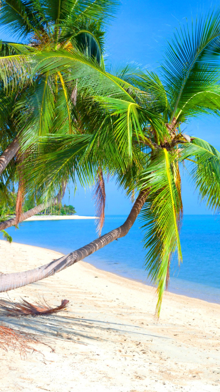 Palm Tree Near Body of Water During Daytime. Wallpaper in 750x1334 Resolution