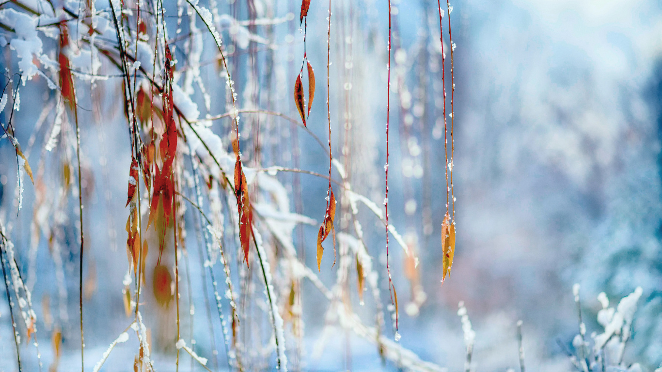 Brown Dried Leaf on Brown Stem. Wallpaper in 1366x768 Resolution