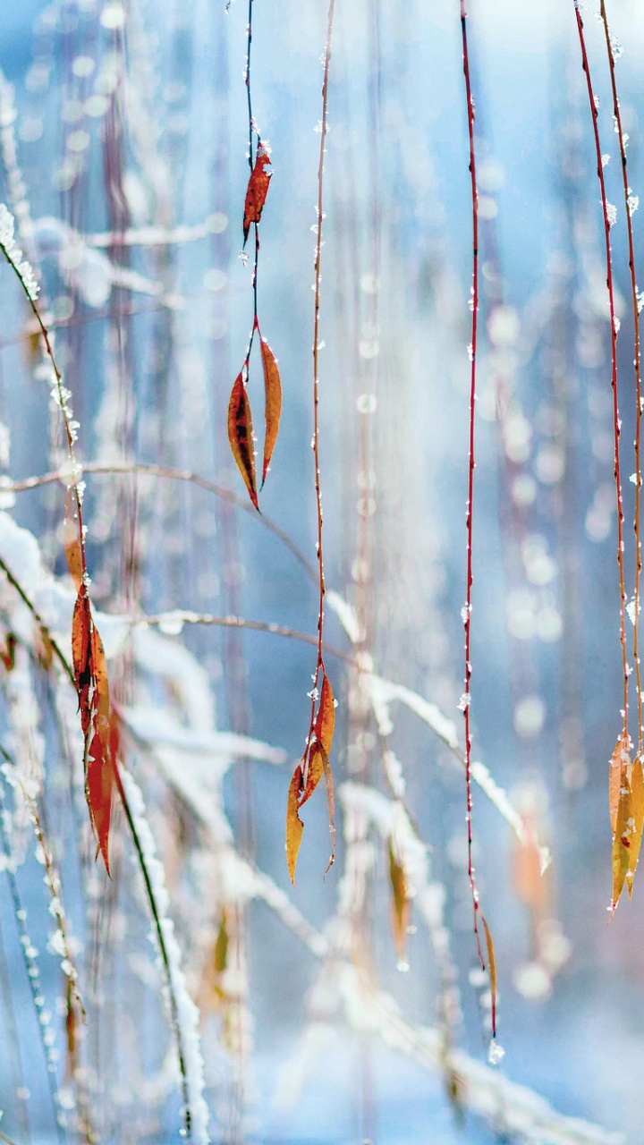 Brown Dried Leaf on Brown Stem. Wallpaper in 720x1280 Resolution