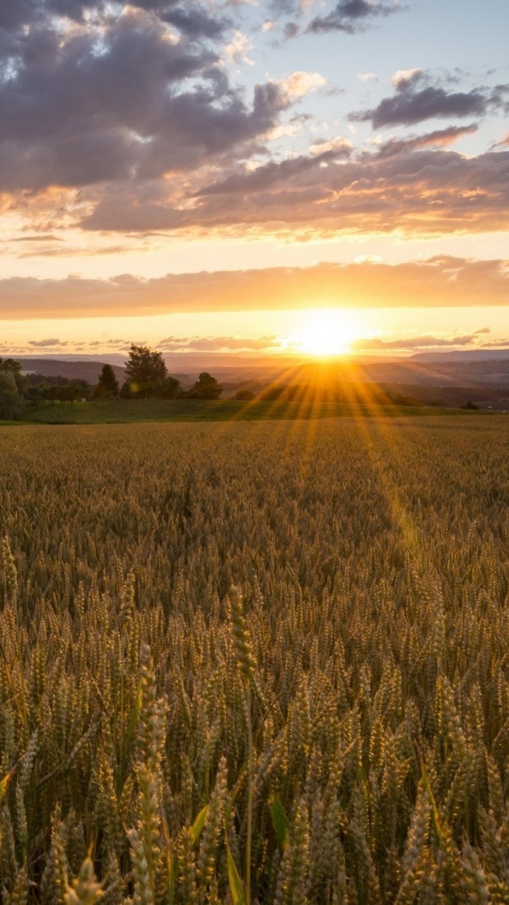 Champ D'herbe Verte Pendant le Coucher du Soleil. Wallpaper in 720x1280 Resolution