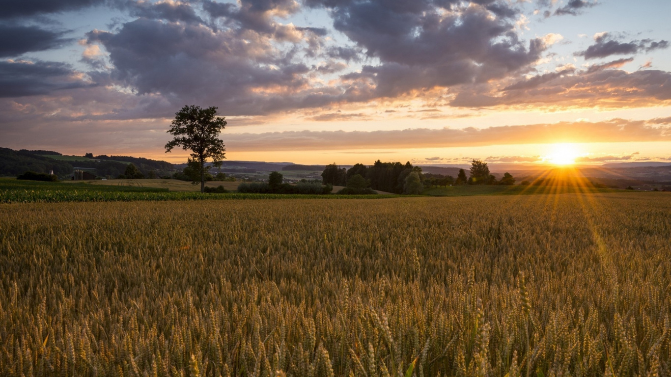 Grüne Wiese Bei Sonnenuntergang. Wallpaper in 1366x768 Resolution