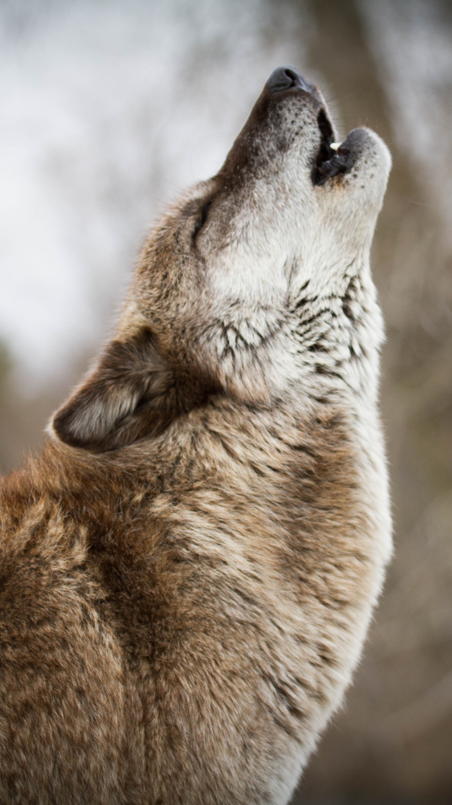 Brown and White Fox in Tilt Shift Lens. Wallpaper in 1440x2560 Resolution
