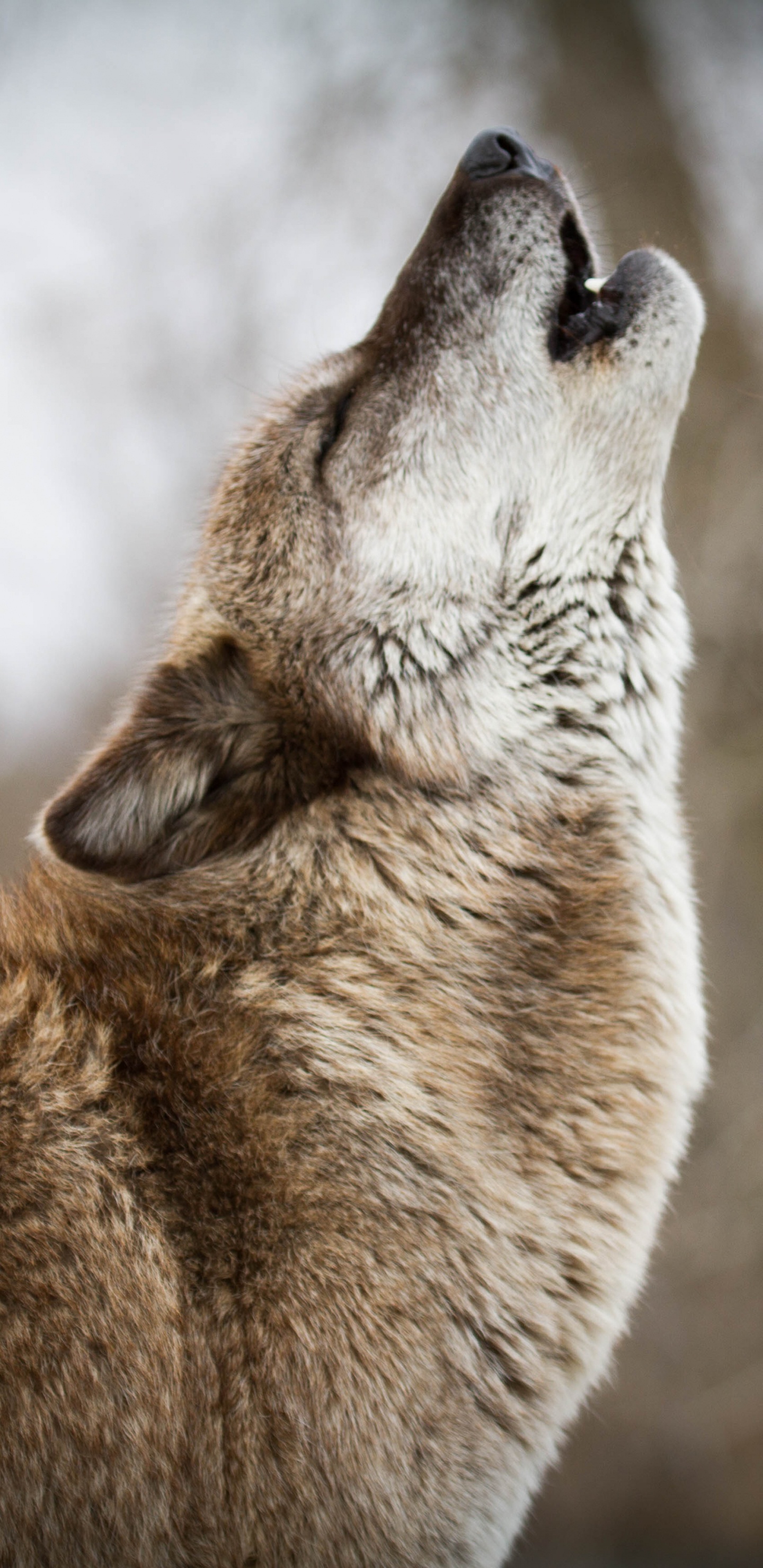Brown and White Fox in Tilt Shift Lens. Wallpaper in 1440x2960 Resolution