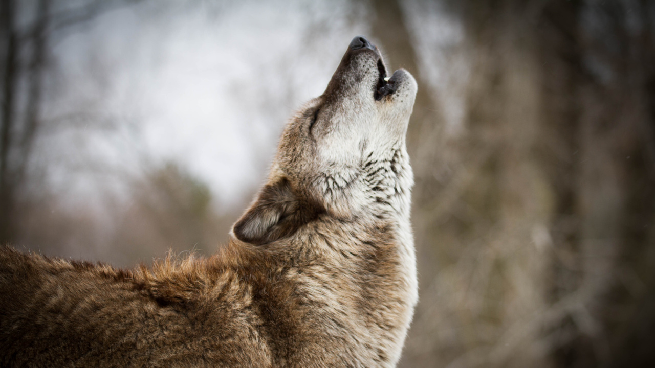 红色狼, 野生动物, 狼, 捷克斯洛伐克那只狼狗, 狗喜欢哺乳动物 壁纸 1280x720 允许