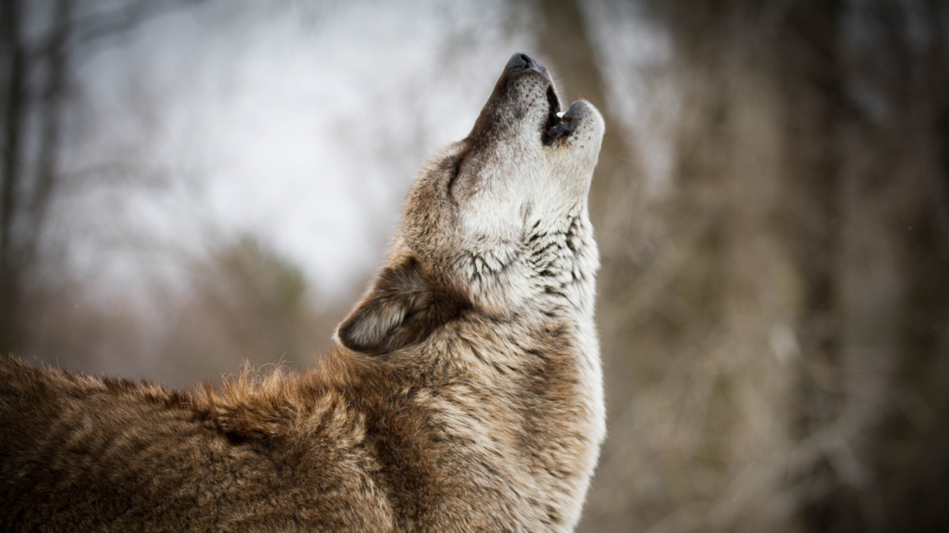 红色狼, 野生动物, 狼, 捷克斯洛伐克那只狼狗, 狗喜欢哺乳动物 壁纸 1366x768 允许