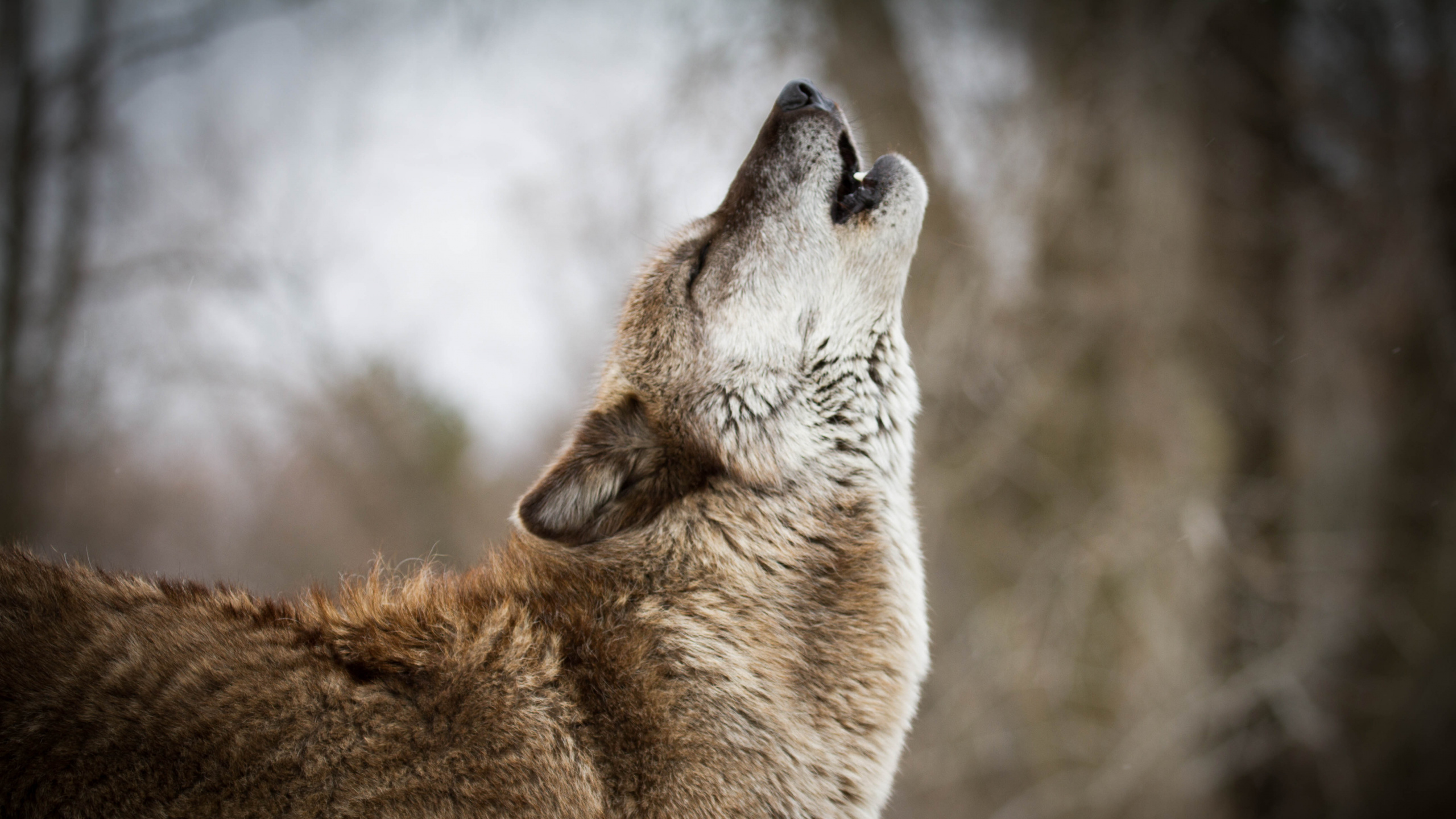红色狼, 野生动物, 狼, 捷克斯洛伐克那只狼狗, 狗喜欢哺乳动物 壁纸 2560x1440 允许