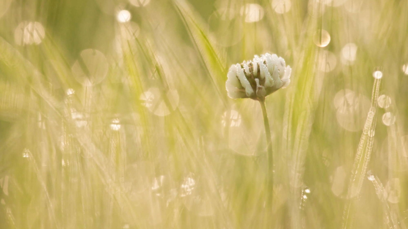 Flor Blanca en Campo de Hierba Verde. Wallpaper in 1366x768 Resolution