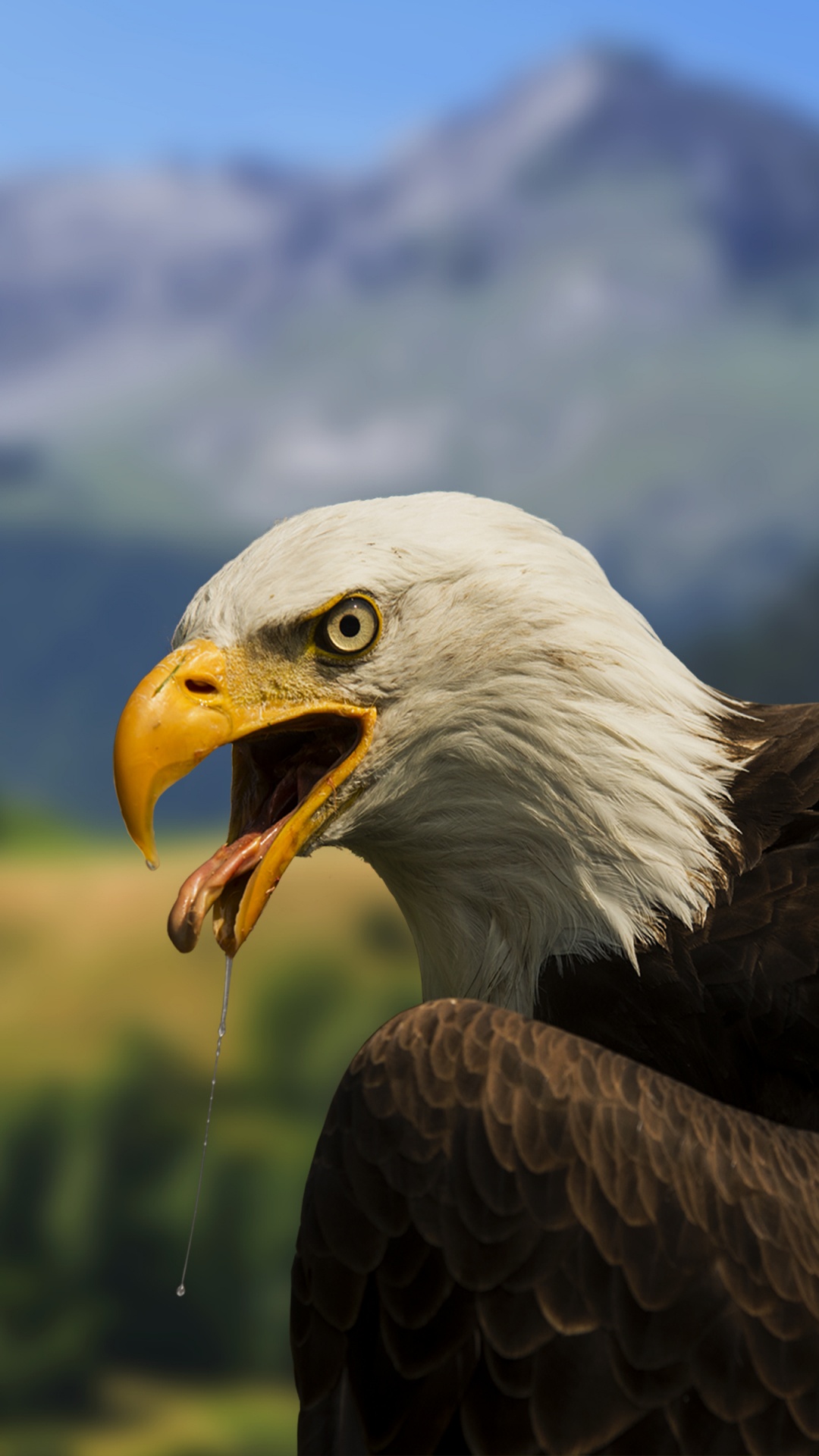 3D Eagle Bird 5K Wallpaper  HD Wallpapers