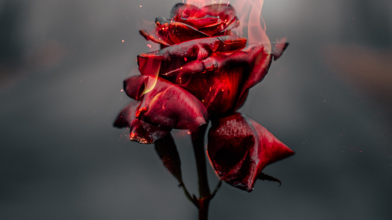 Flower, Rose, Pink, Removable, Plant. Wallpaper in 1280x720 Resolution