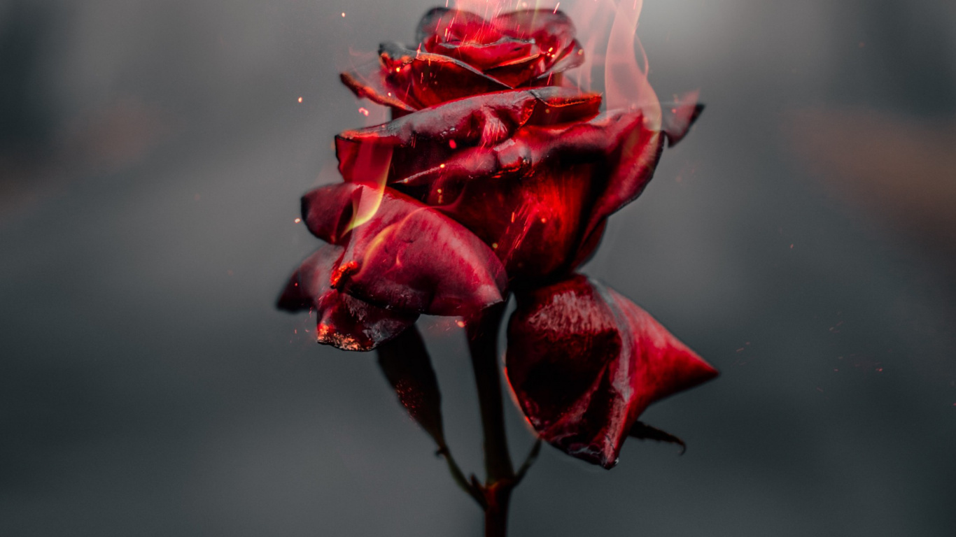 Rosa, Retirable, Pétalo, Sucursal, Planta Terrestre. Wallpaper in 1366x768 Resolution