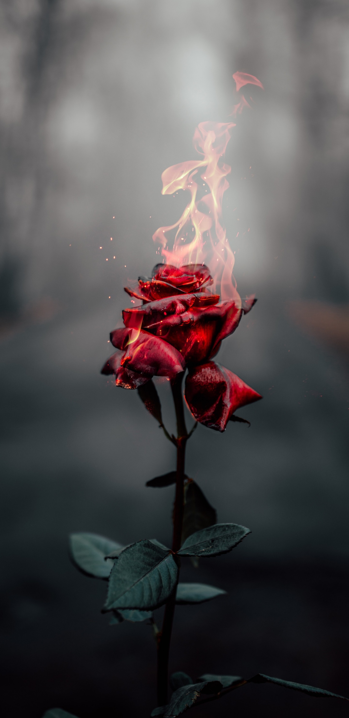 Rosa, Retirable, Pétalo, Sucursal, Planta Terrestre. Wallpaper in 1440x2960 Resolution