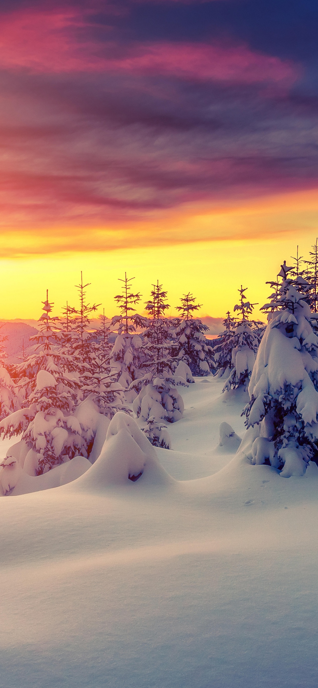 Arbres Couverts de Neige au Coucher du Soleil. Wallpaper in 1242x2688 Resolution