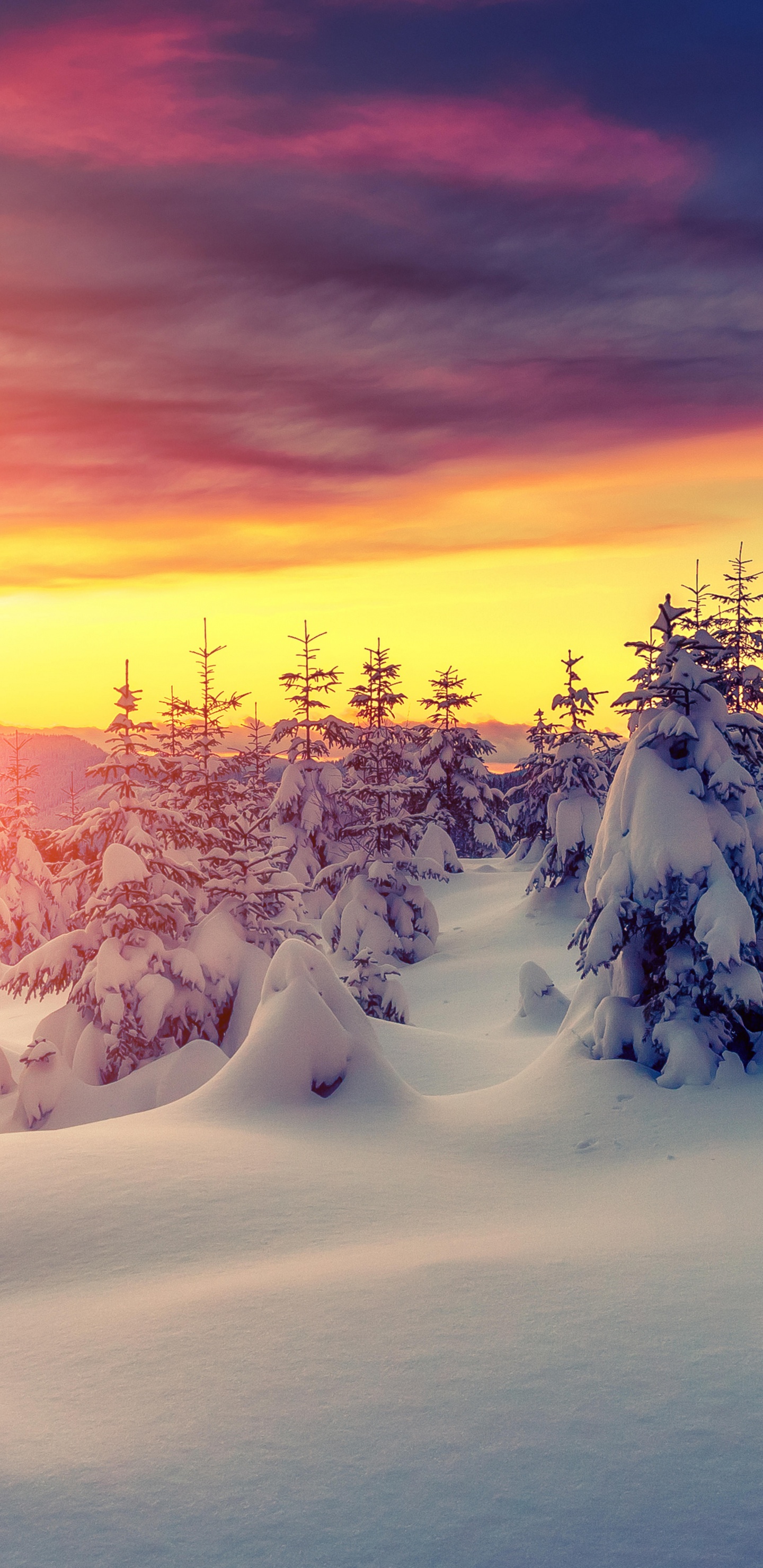 Schneebedeckte Bäume Bei Sonnenuntergang. Wallpaper in 1440x2960 Resolution