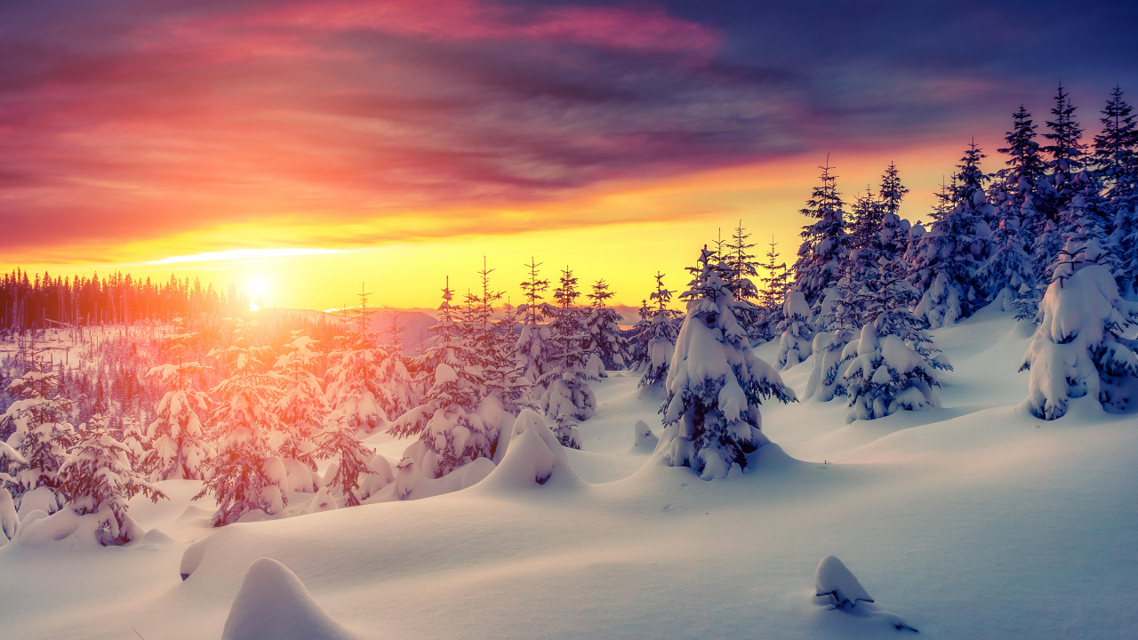 Snow Covered Trees During Sunset. Wallpaper in 1280x720 Resolution
