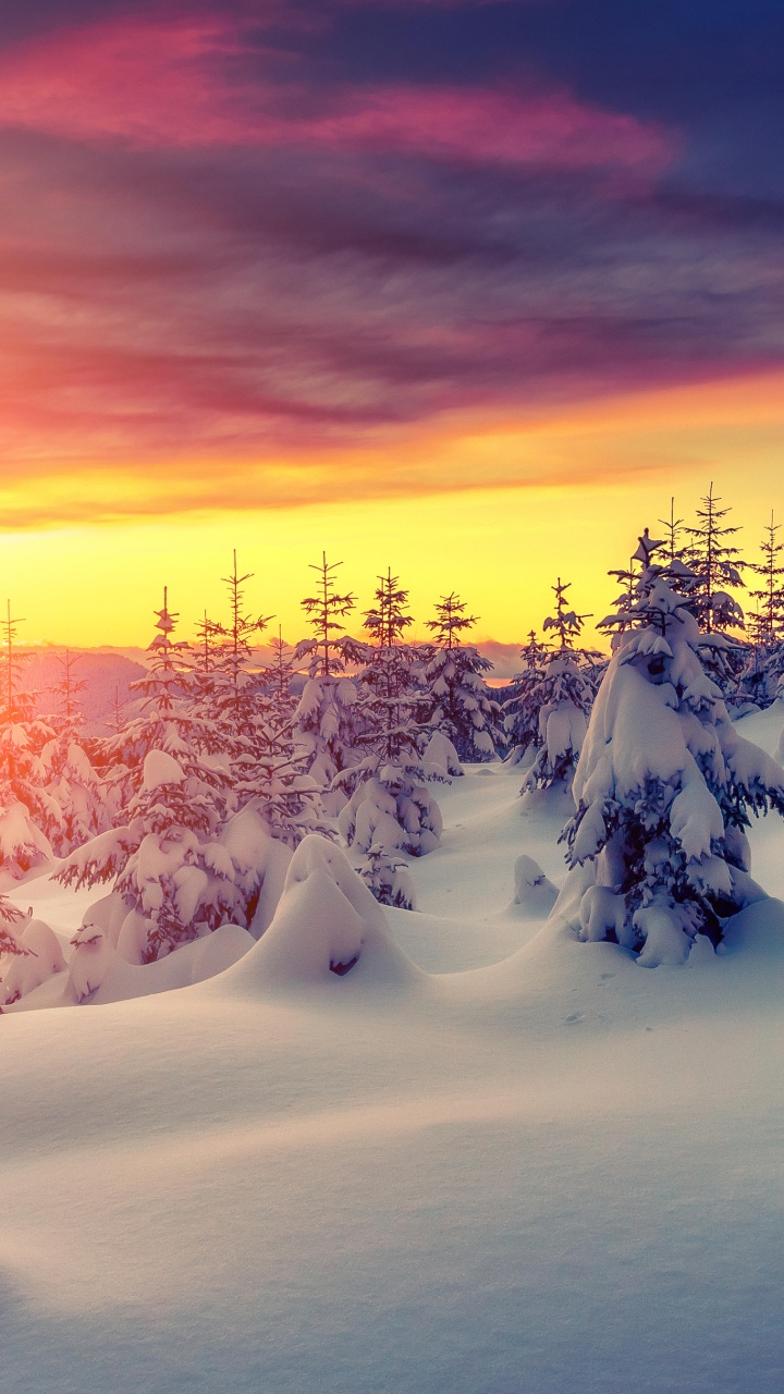 Snow Covered Trees During Sunset. Wallpaper in 720x1280 Resolution