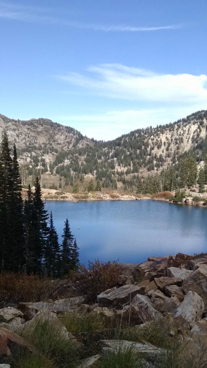 Green Pine Trees Near Lake During Daytime. Wallpaper in 720x1280 Resolution