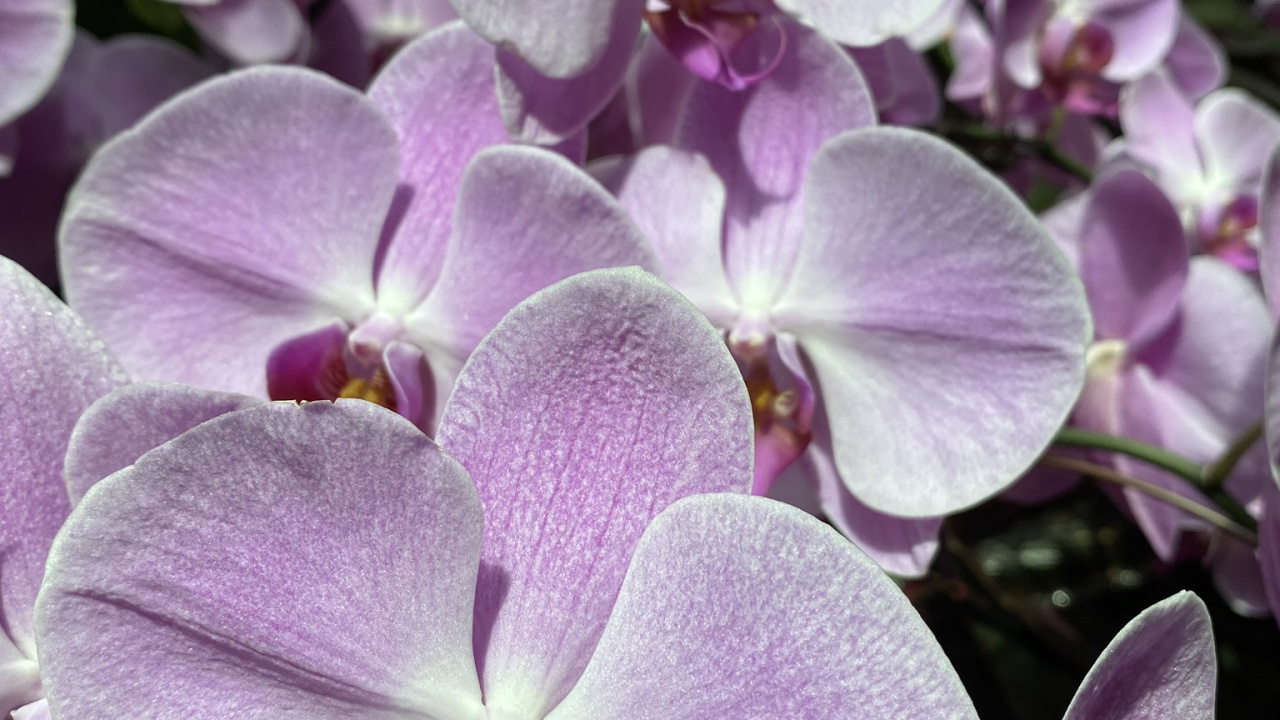 Lilas, la Floraison de la Plante, Teigne Des Orchidées, Désinvolte, Dendrobium. Wallpaper in 1280x720 Resolution