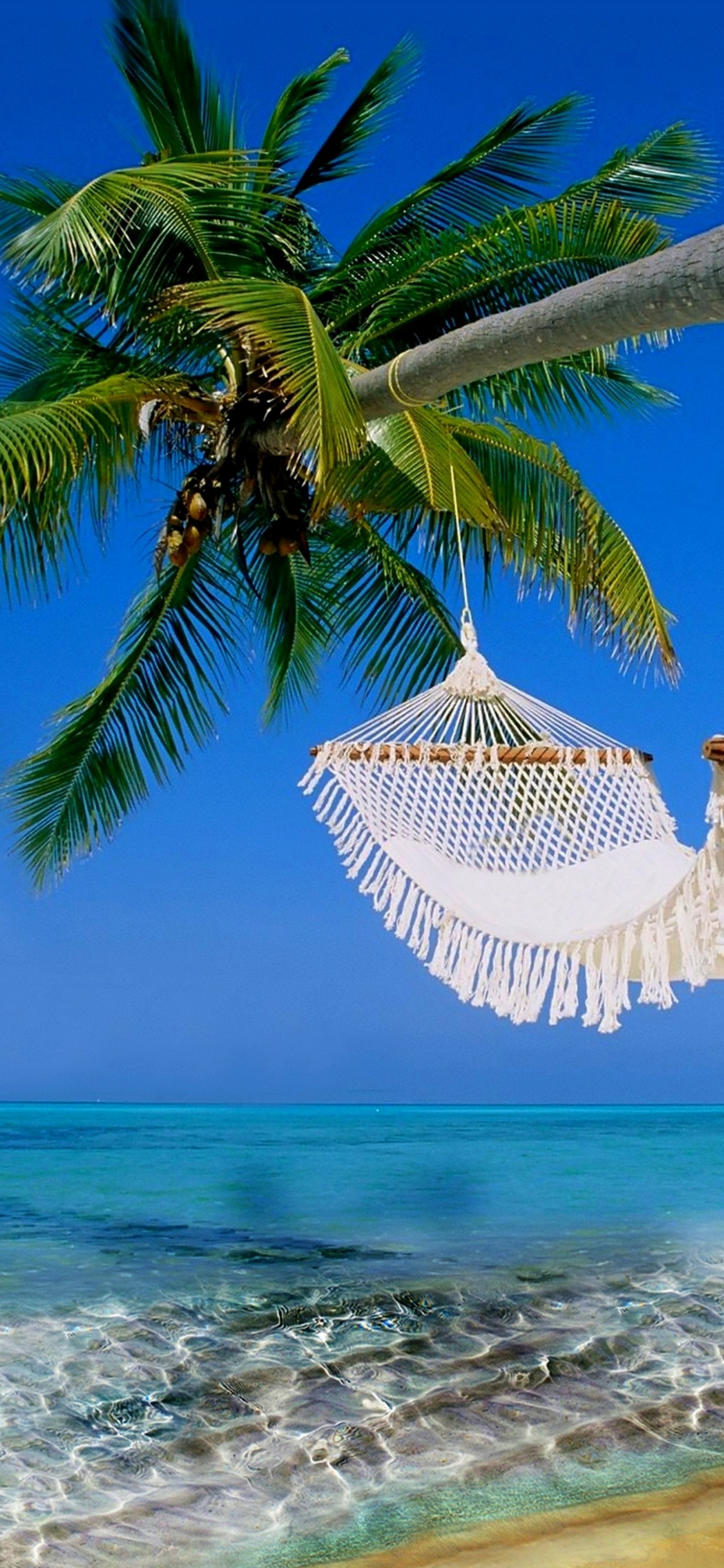 Green Palm Tree on White Sand Beach During Daytime. Wallpaper in 1125x2436 Resolution