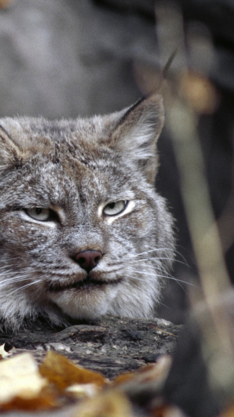 Chat Marron et Noir Sur Une Branche D'arbre Marron. Wallpaper in 750x1334 Resolution