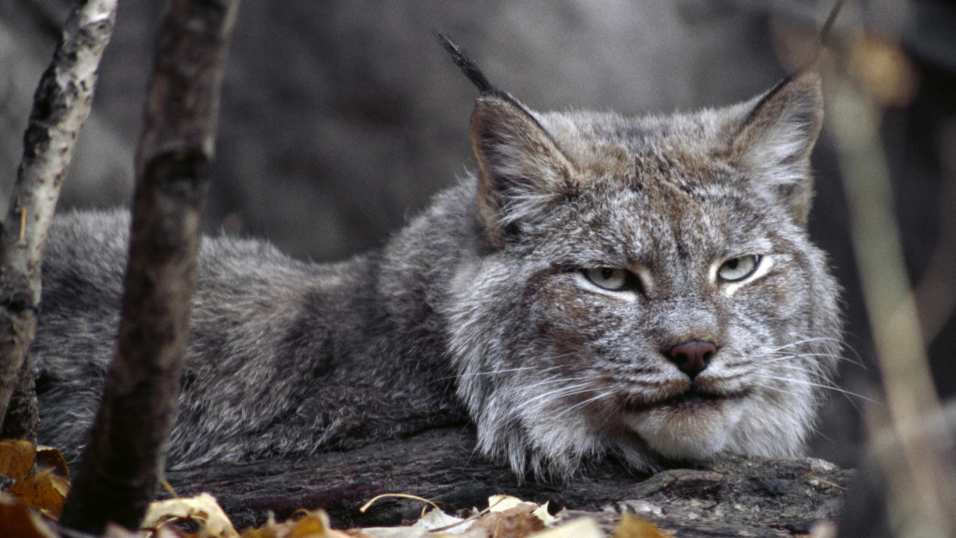 Braune Und Schwarze Katze Auf Braunem Ast. Wallpaper in 1366x768 Resolution