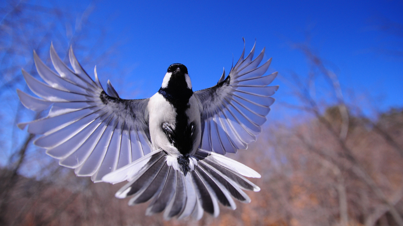 Oiseau Noir et Blanc Sur Une Branche D'arbre. Wallpaper in 1280x720 Resolution