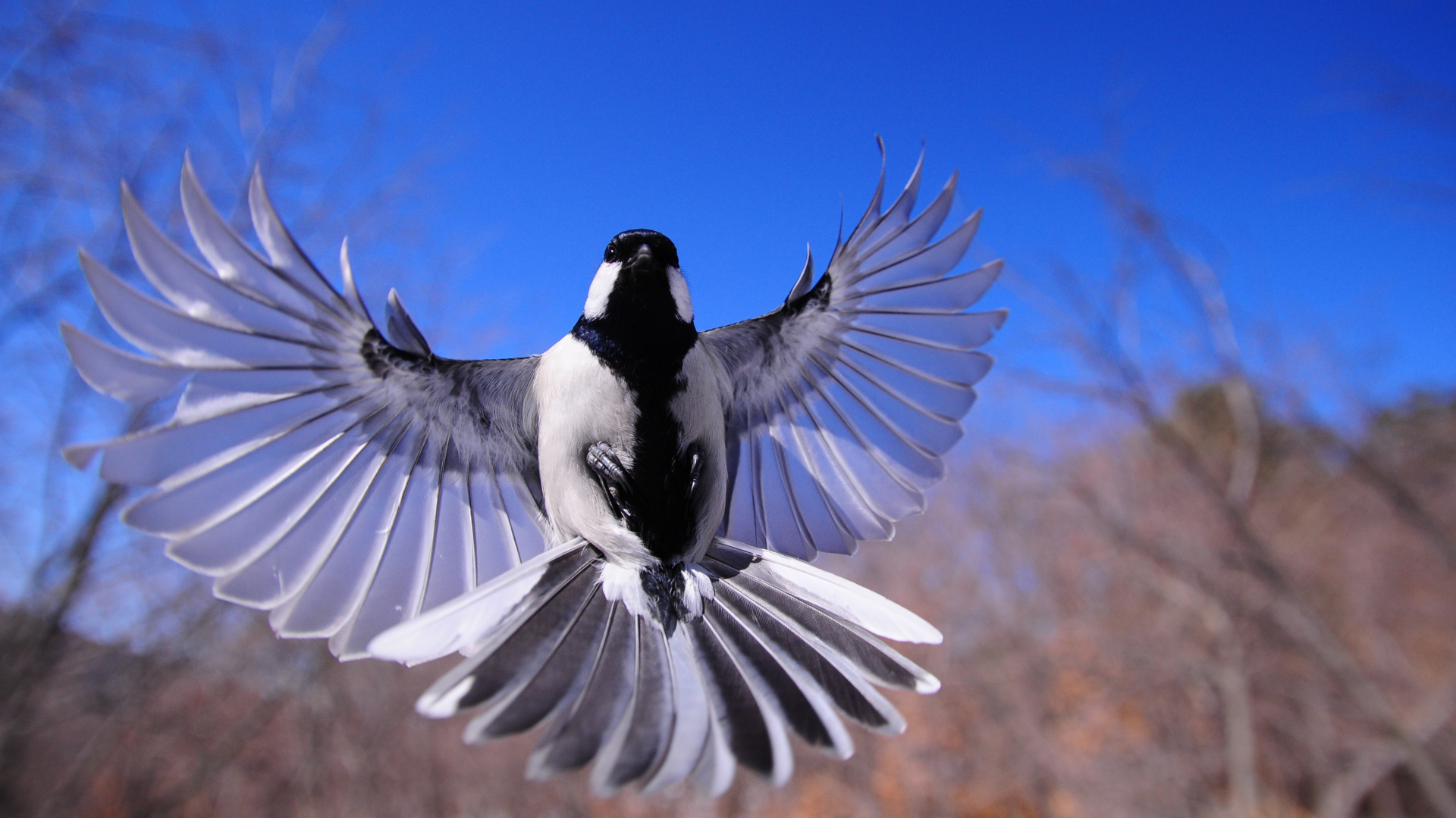 Oiseau Noir et Blanc Sur Une Branche D'arbre. Wallpaper in 1920x1080 Resolution
