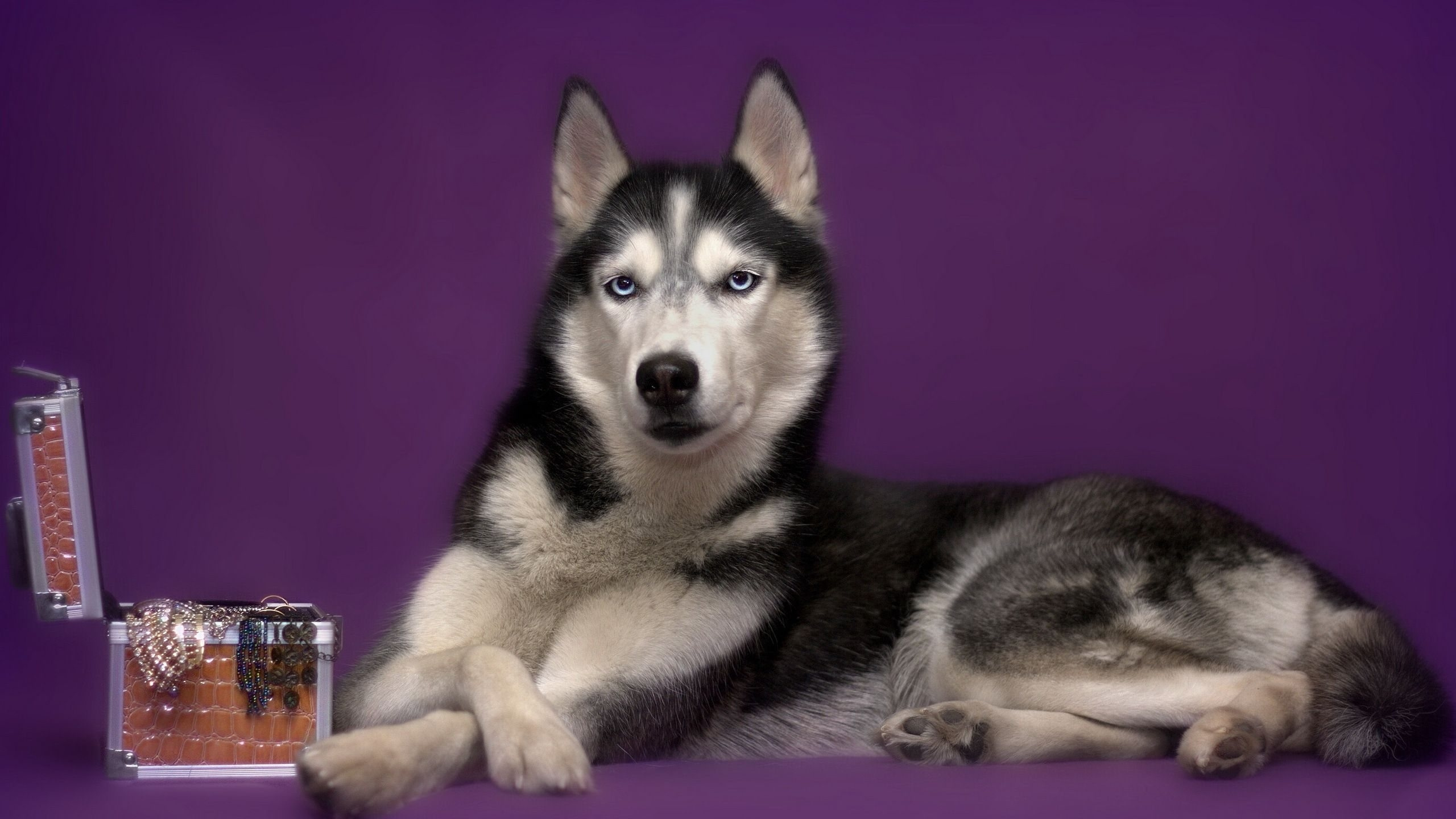 Black and White Siberian Husky Puppy. Wallpaper in 2560x1440 Resolution