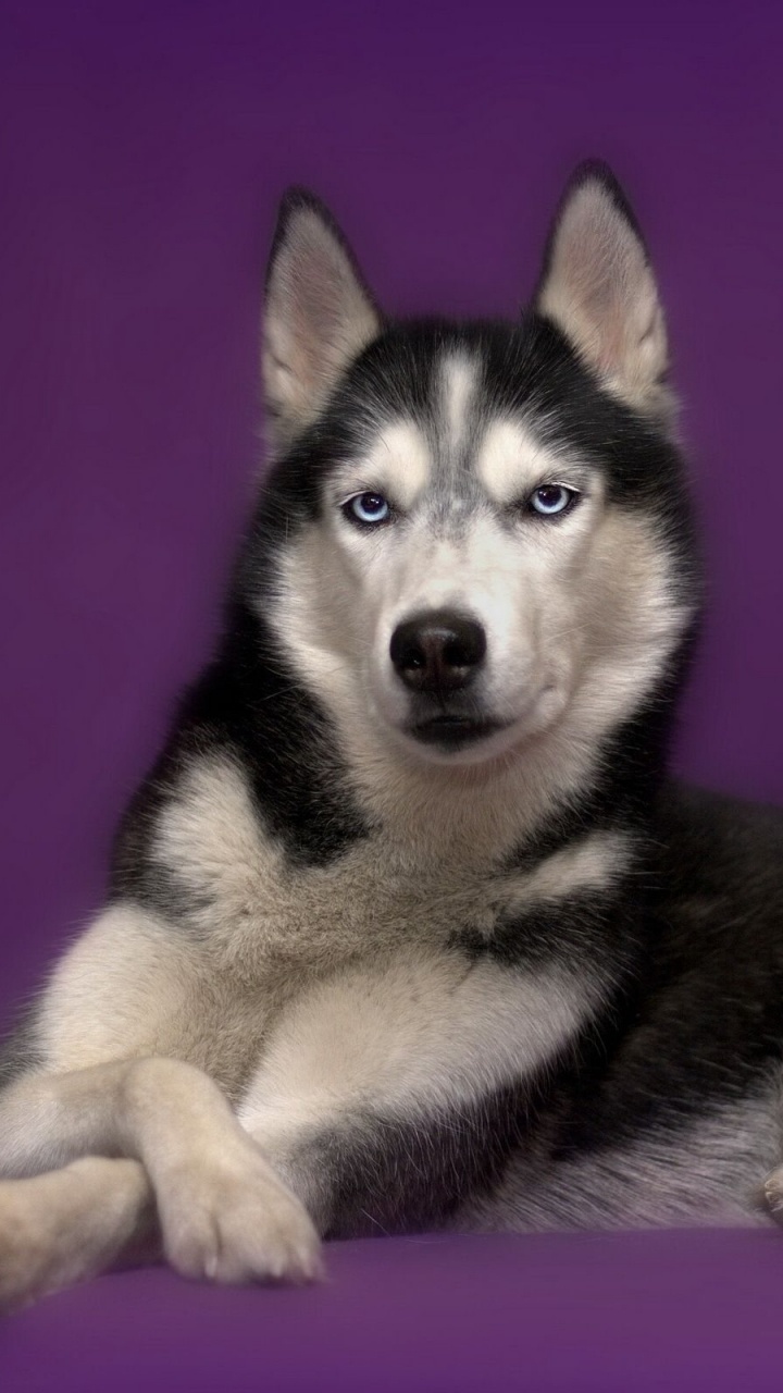 Schwarz-Weiß-Welpen Des Sibirischen Huskys. Wallpaper in 720x1280 Resolution