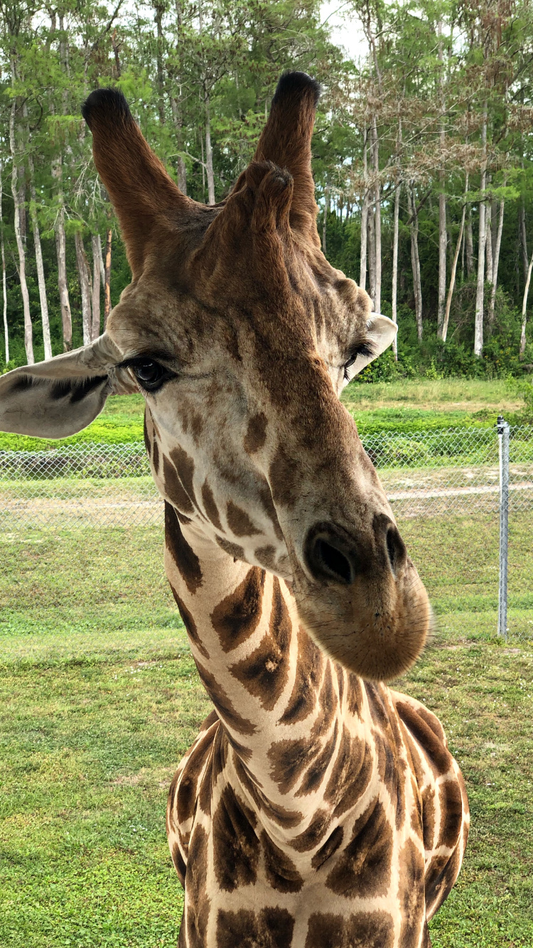 Girafe, Pour Les Animaux Terrestres, Sciences, Nature, Giraffidae. Wallpaper in 750x1334 Resolution
