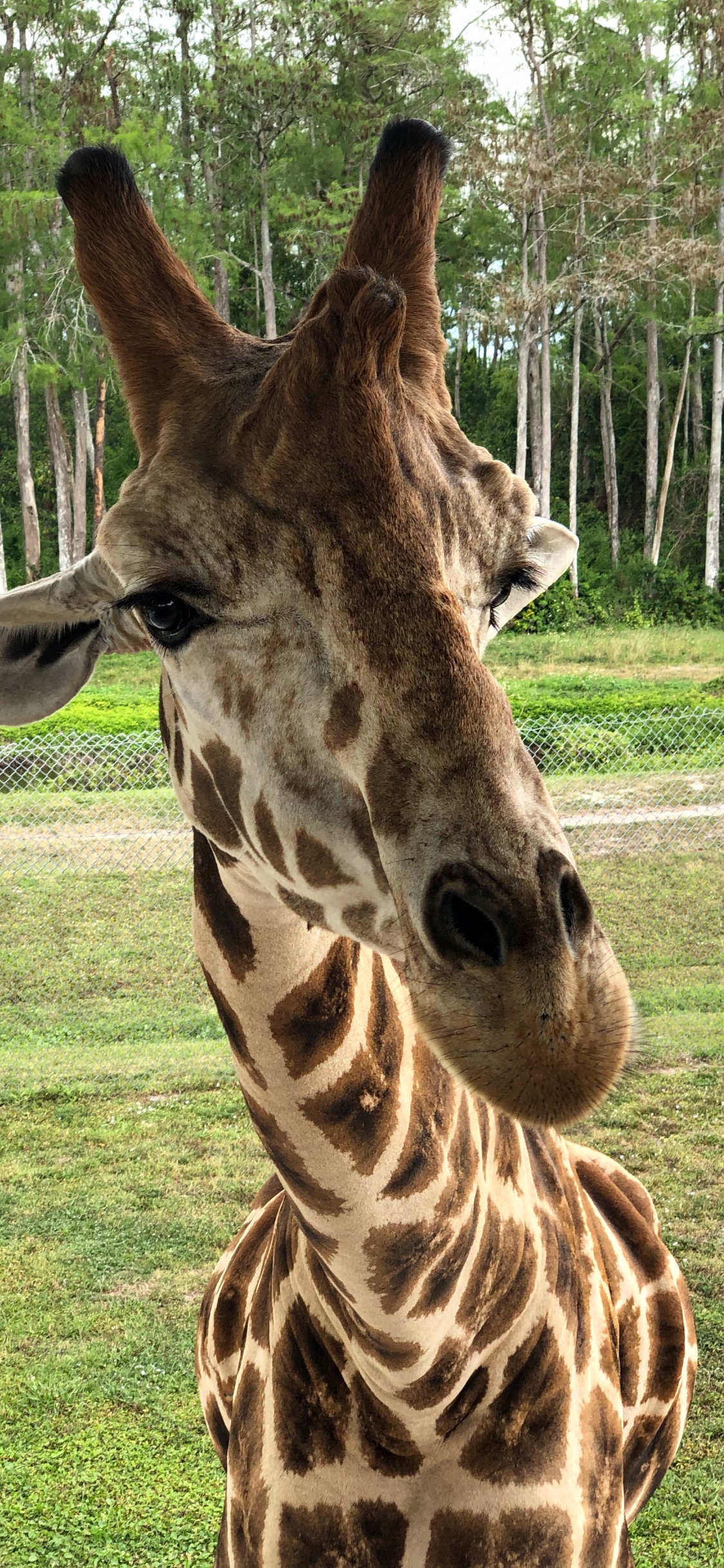 Giraffe, Terrestrische Tier, Wissenschaft, Natur, Giraffidae. Wallpaper in 1125x2436 Resolution