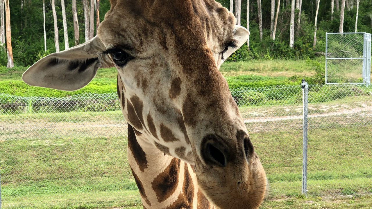 Giraffe, Terrestrische Tier, Wissenschaft, Natur, Giraffidae. Wallpaper in 1280x720 Resolution