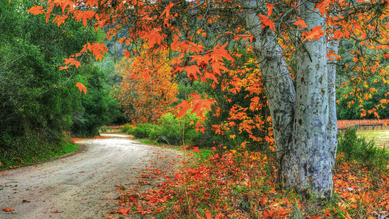 Brown and Green Trees Beside Road During Daytime. Wallpaper in 1366x768 Resolution