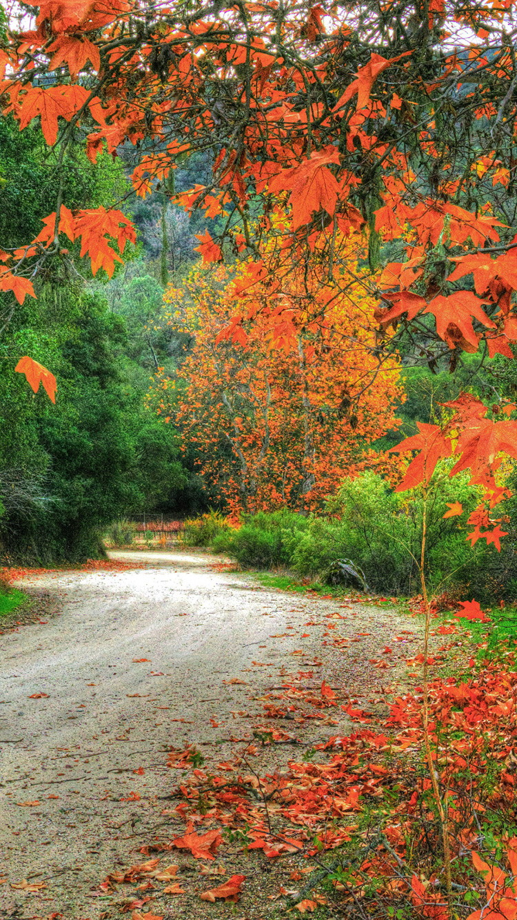 Tagsüber Braune Und Grüne Bäume Neben Der Straße. Wallpaper in 750x1334 Resolution