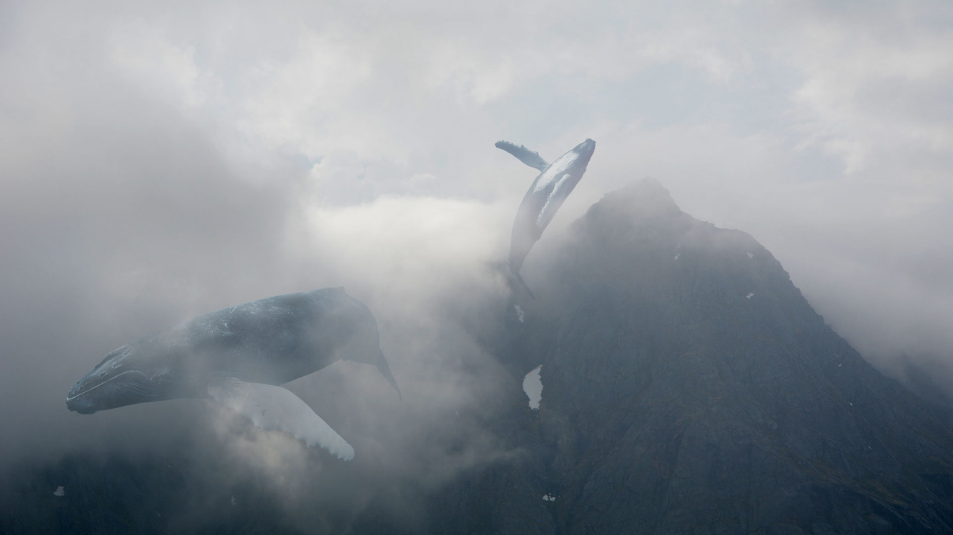 Pájaro Blanco y Gris Volando Sobre la Montaña. Wallpaper in 1366x768 Resolution