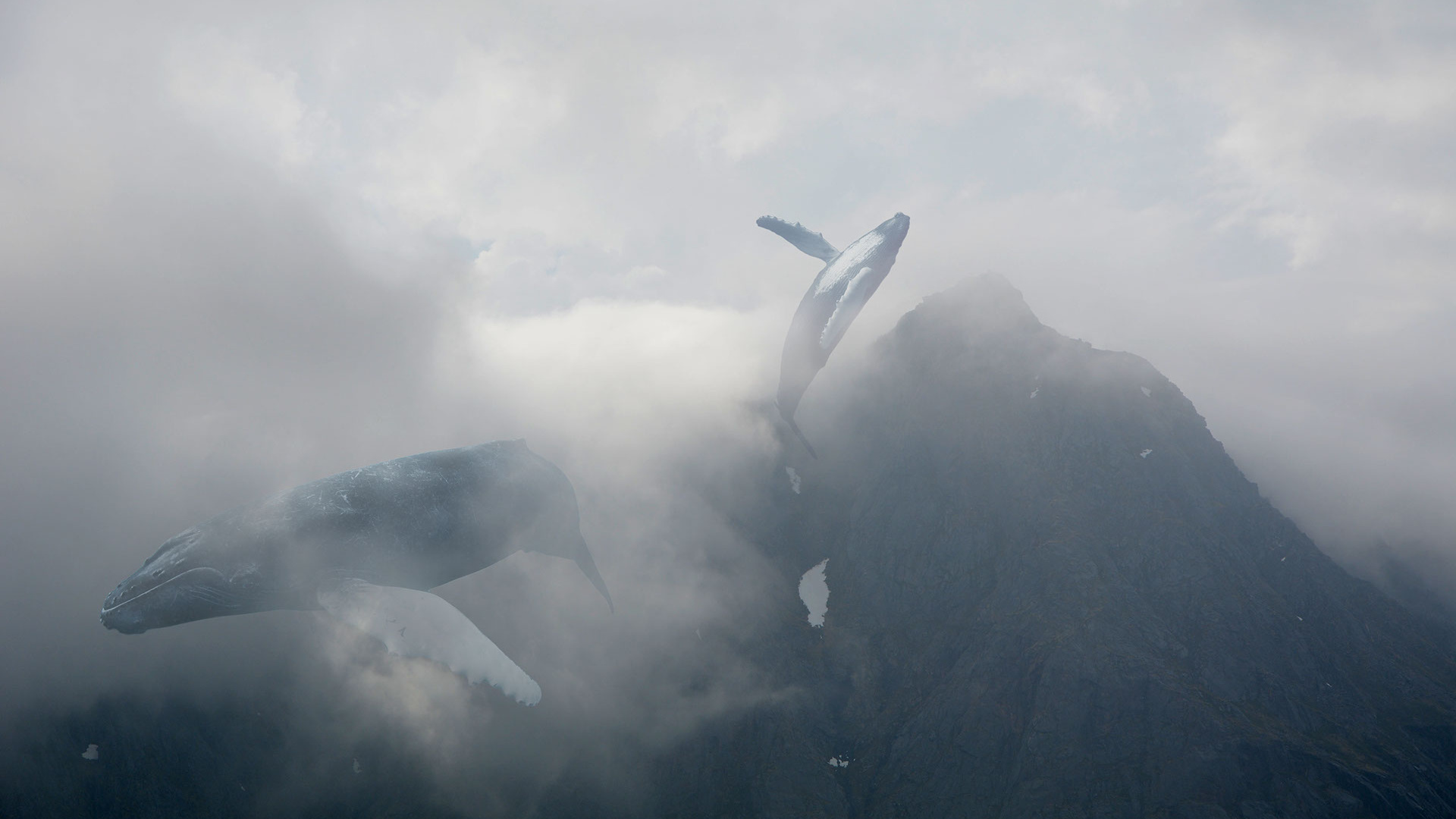 White and Gray Bird Flying Over The Mountain. Wallpaper in 1920x1080 Resolution