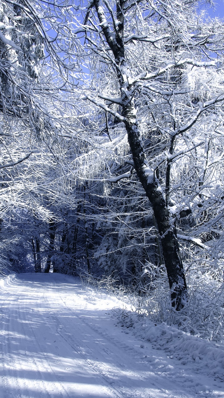 Árboles Cubiertos de Nieve Durante el Día. Wallpaper in 720x1280 Resolution