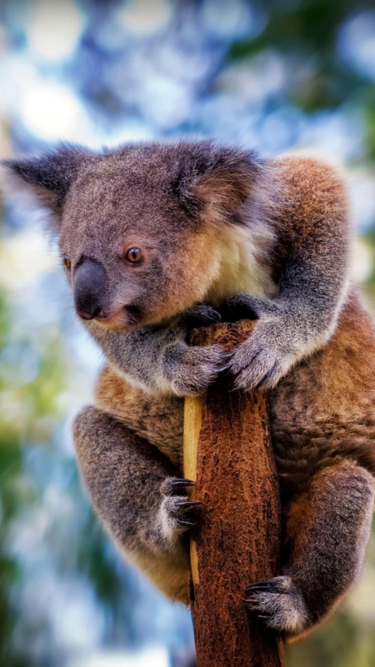 Oso Koala en la Rama de un Árbol Marrón Durante el Día. Wallpaper in 750x1334 Resolution