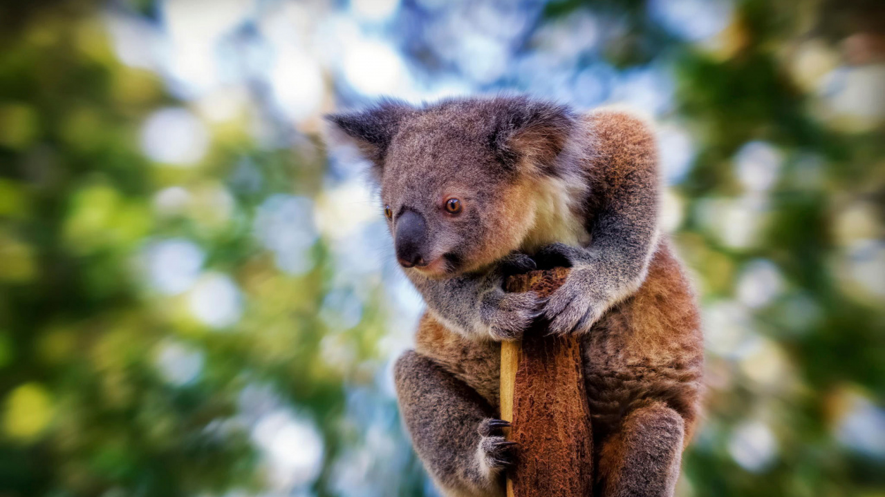 Koala Sur Une Branche D'arbre Brun Pendant la Journée. Wallpaper in 1280x720 Resolution