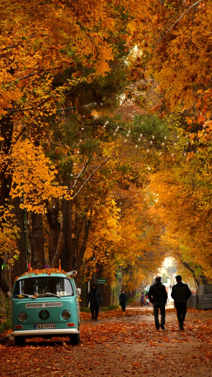 Leaf, Deciduous, Tree, Autumn, Van. Wallpaper in 720x1280 Resolution
