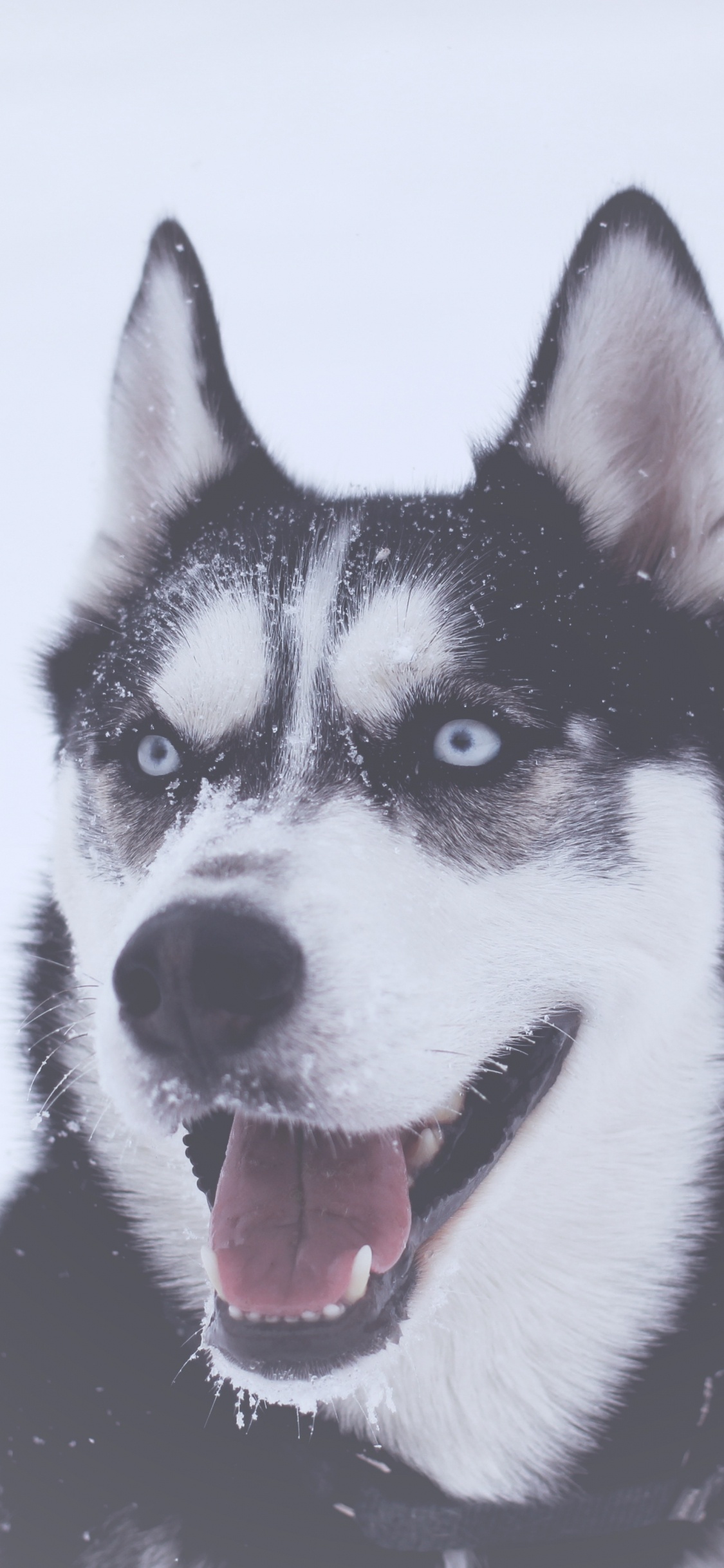 Black and White Siberian Husky. Wallpaper in 1125x2436 Resolution