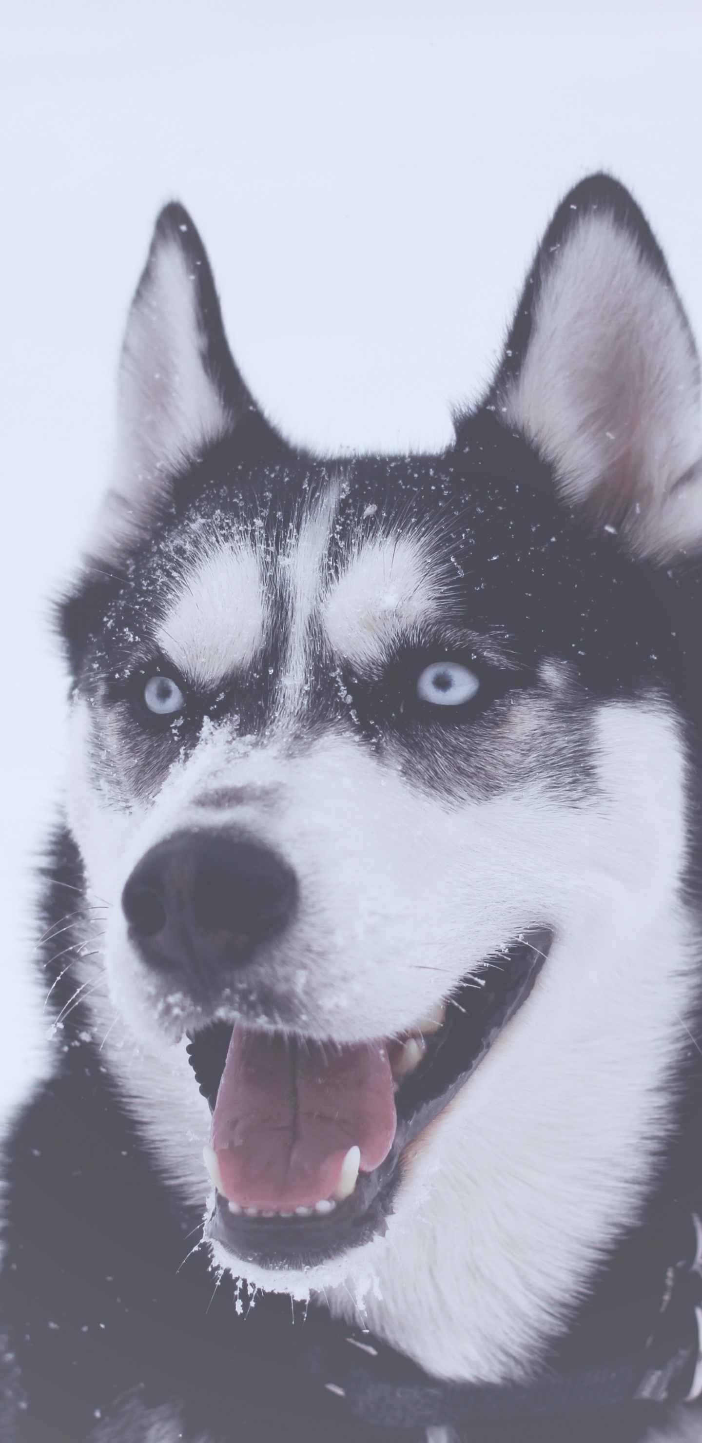 Black and White Siberian Husky. Wallpaper in 1440x2960 Resolution