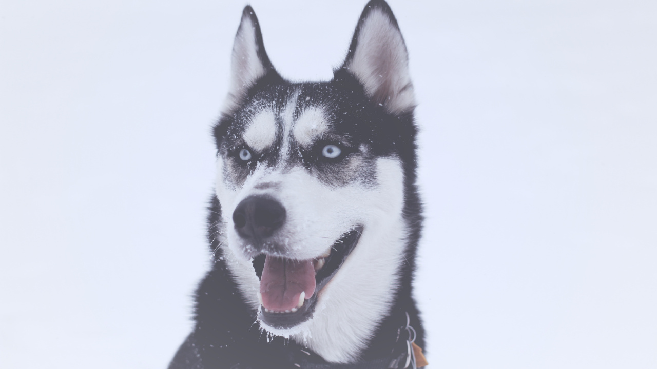 Schwarz-weißer Sibirischer Husky. Wallpaper in 1280x720 Resolution