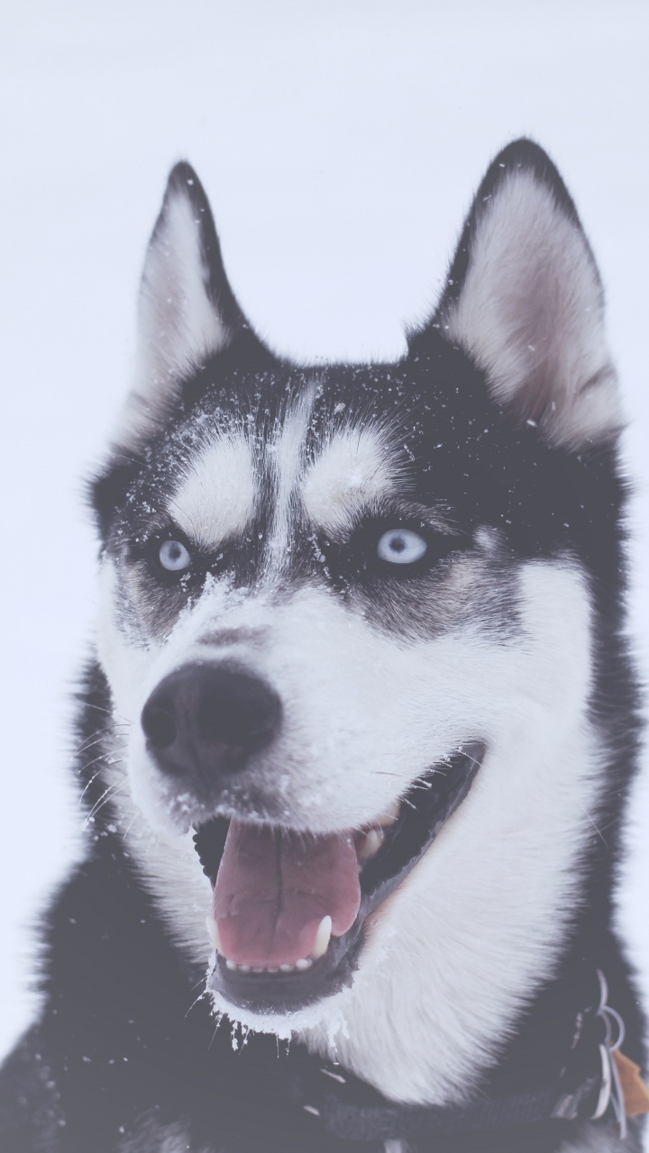 Schwarz-weißer Sibirischer Husky. Wallpaper in 720x1280 Resolution