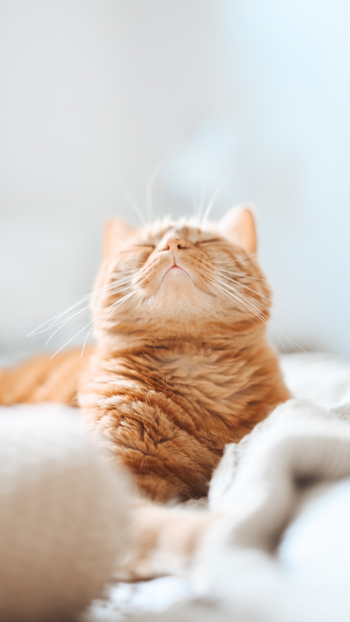 Download 1440x2560 Wallpaper Orange Tabby Cat on White Textile Orange Tabby Cat on White Textile. Wallpaper in 1440x2560 Resolution