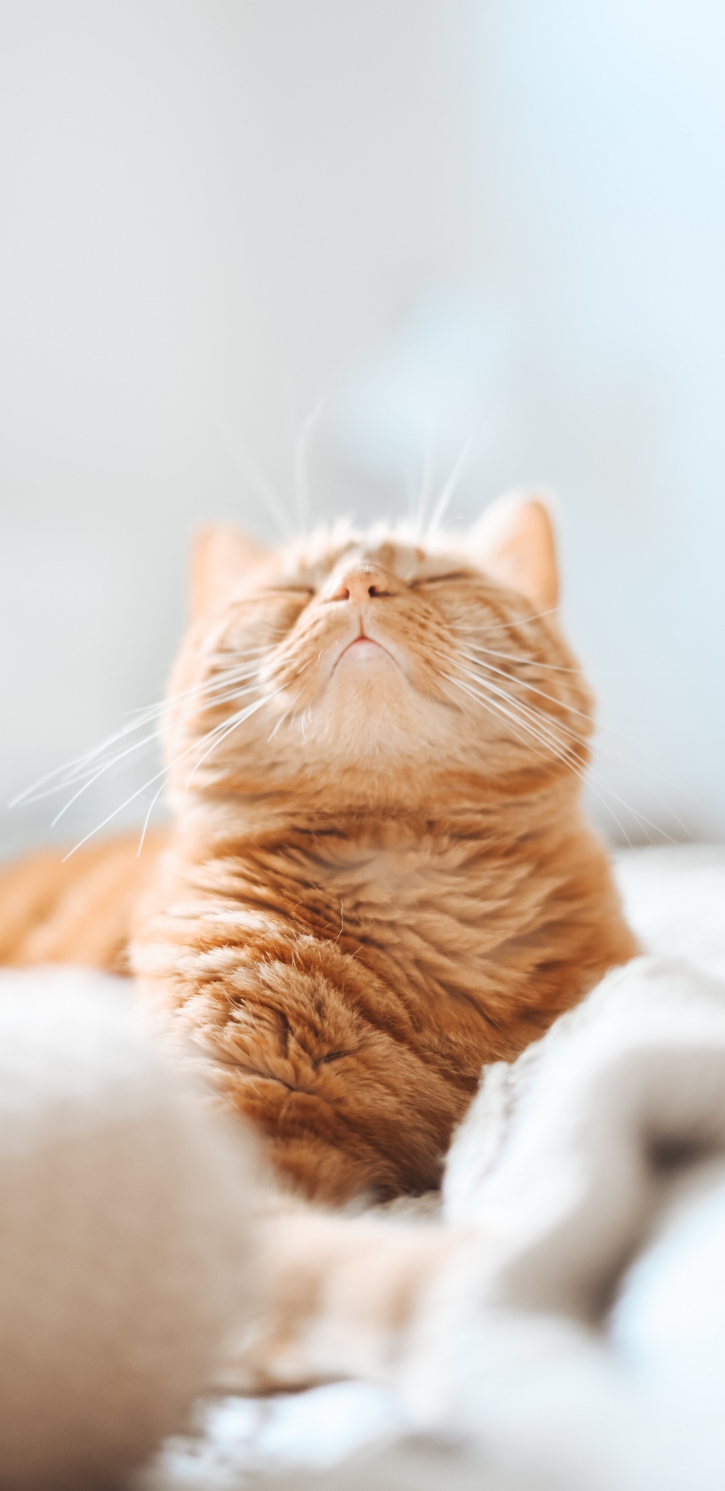 Gato Atigrado Naranja Sobre Textil Blanco. Wallpaper in 1440x2960 Resolution