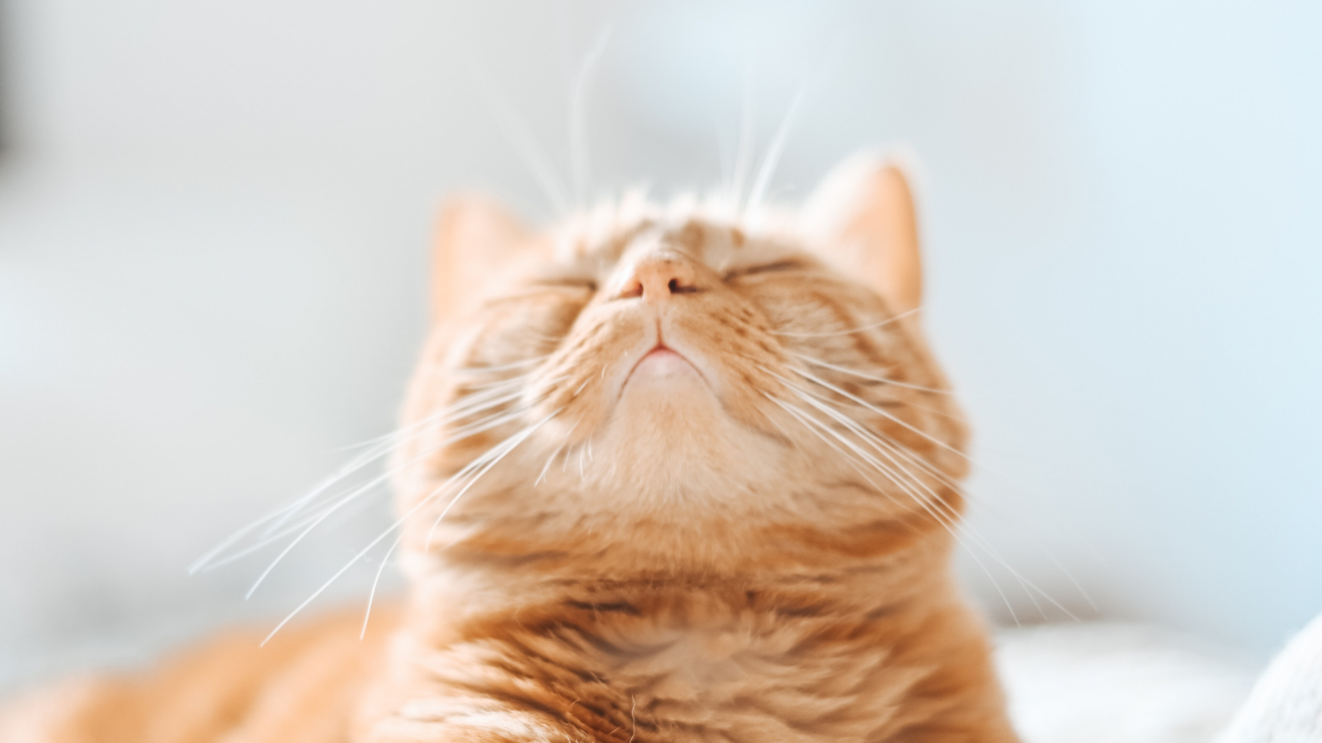 Gato Atigrado Naranja Sobre Textil Blanco. Wallpaper in 1920x1080 Resolution