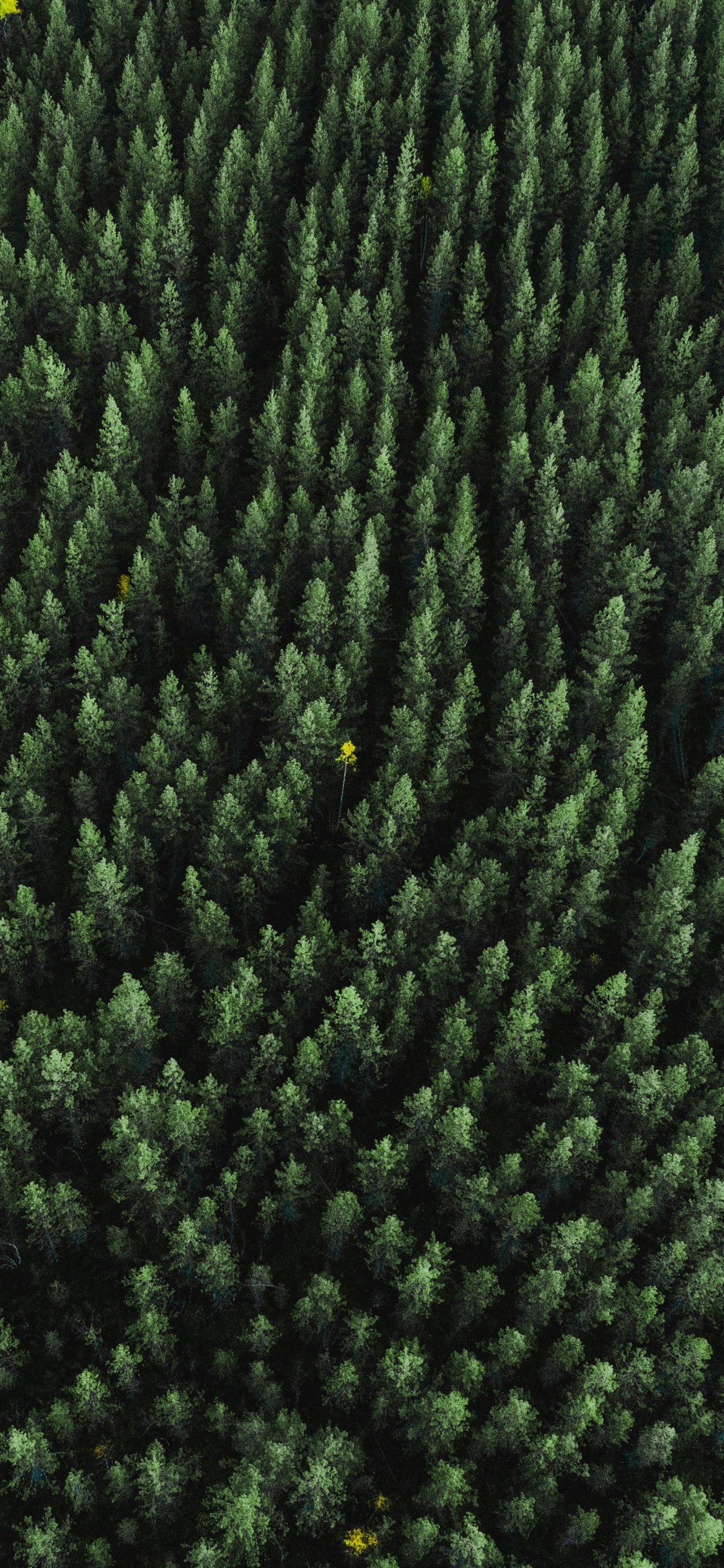 Gras, Wollstoff, Wolle, Gewebe, Biome. Wallpaper in 1125x2436 Resolution